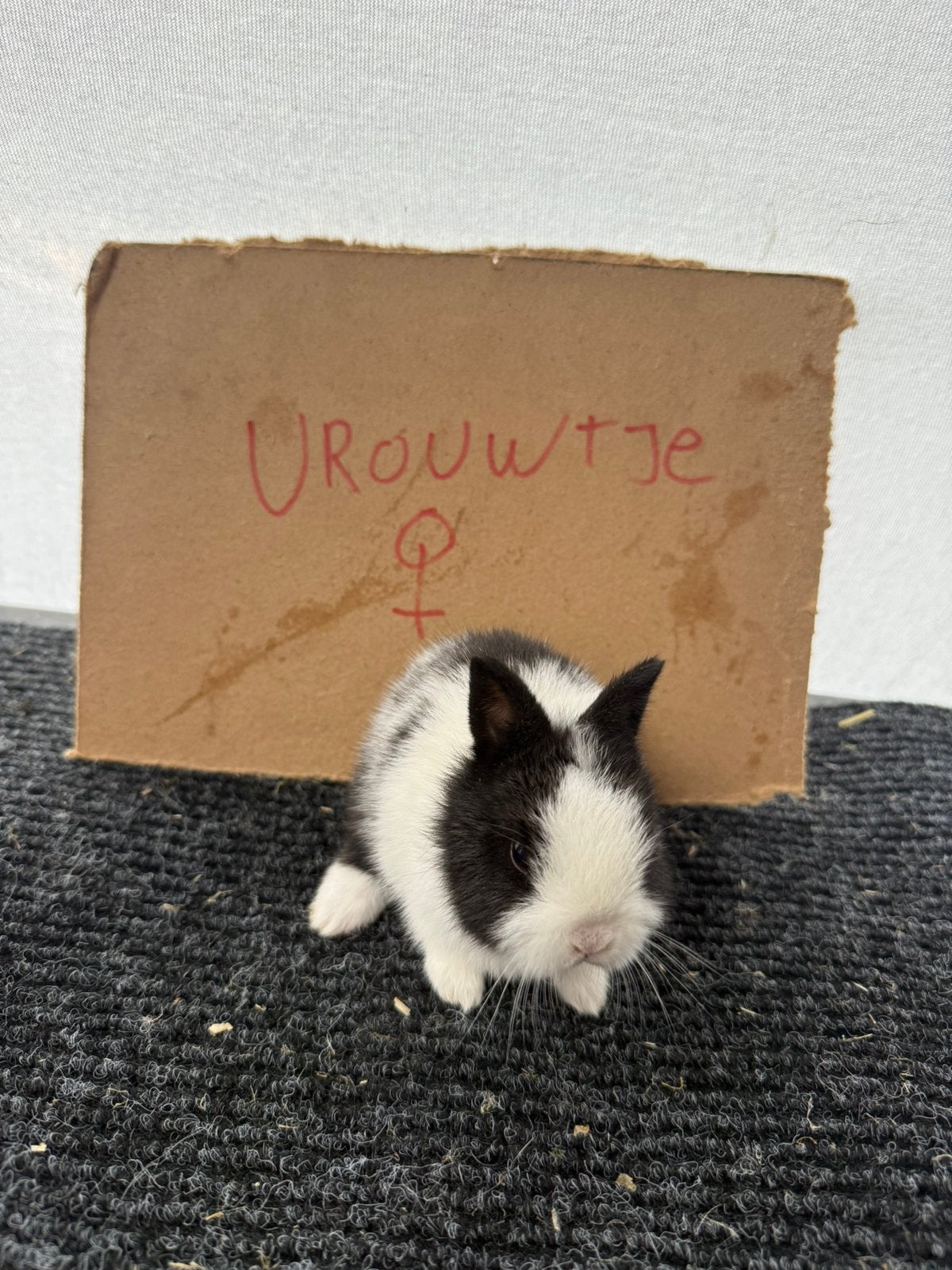 Jonge dwergkonijnen handtam, Dieren en Toebehoren, Konijnen, Meerdere dieren, Dwerg