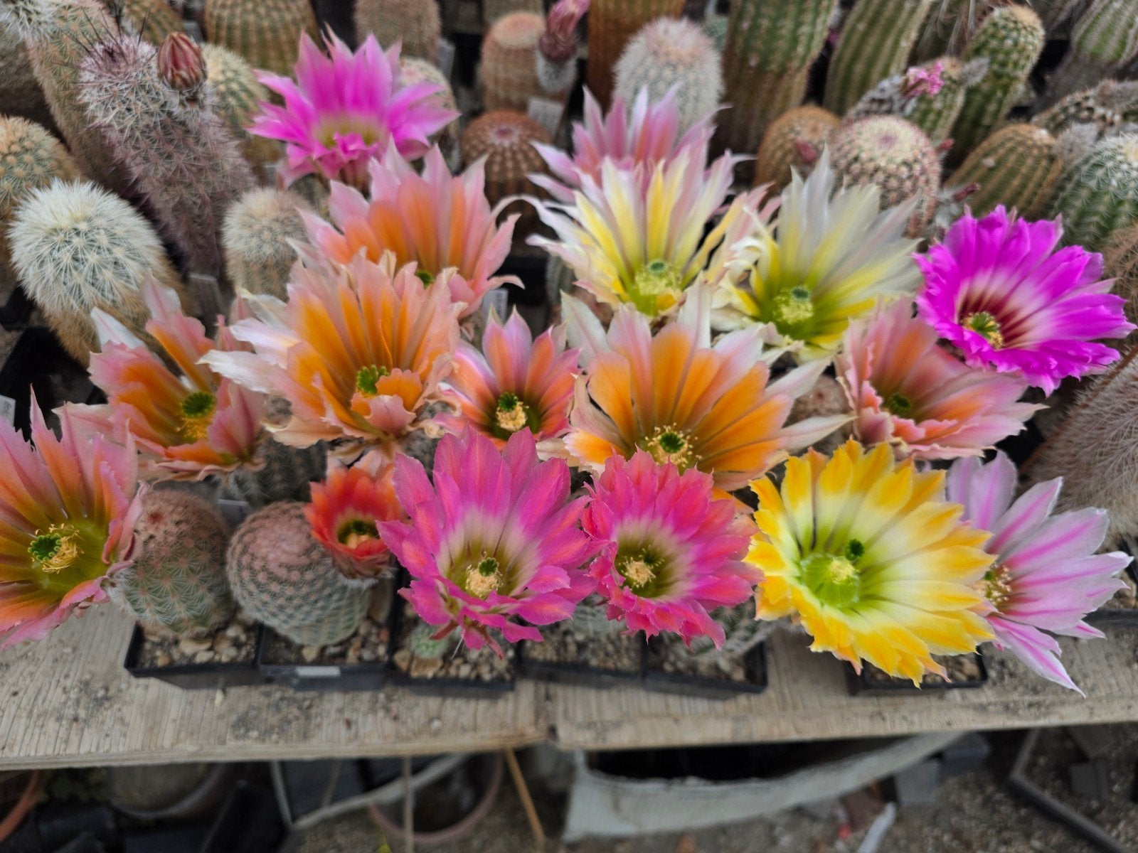 Veel verschillende cactussen te koop., Ophalen of Verzenden, Halfschaduw, Minder dan 100 cm