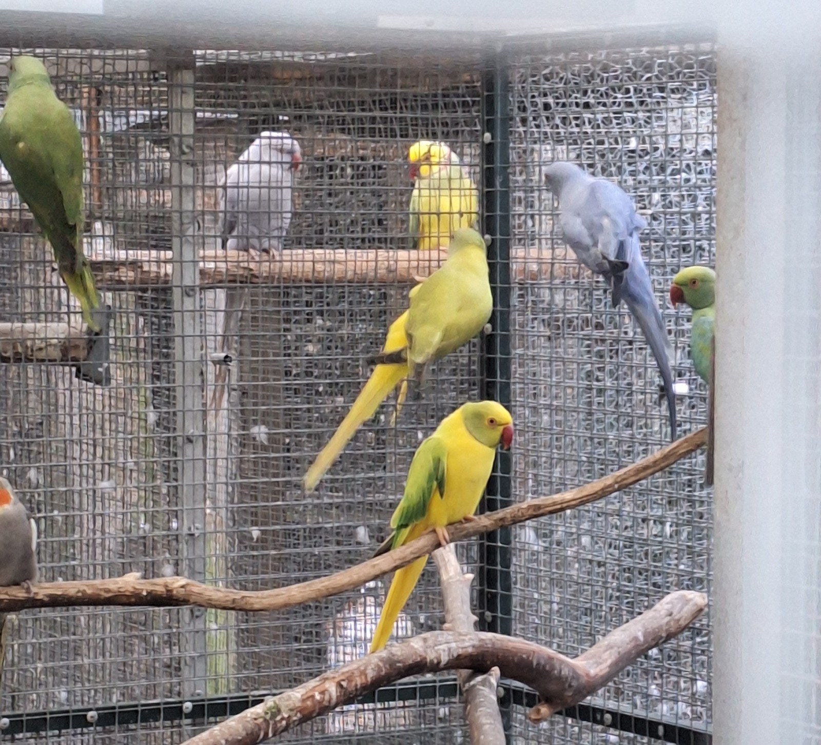 opaline bleekstaart halsbandparkieten, Dieren en Toebehoren