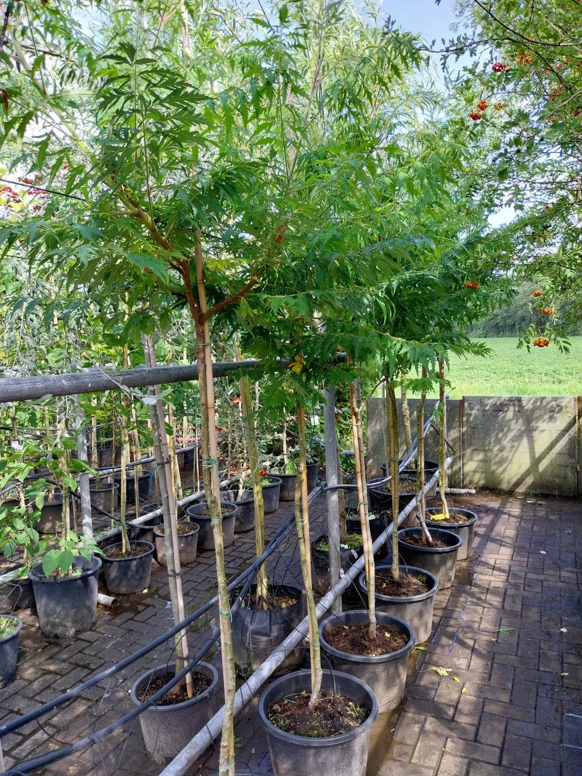Rhus Typhina (Fluweelboom) - Prachtige herfstkleuren, Tuin en Terras, Overige soorten, 100 tot 250 cm, Zomer, Ophalen