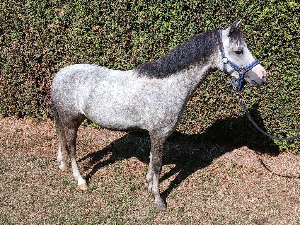 4 jarige Welsh ruin, Met stamboom, B, Ruin, 3 tot 6 jaar