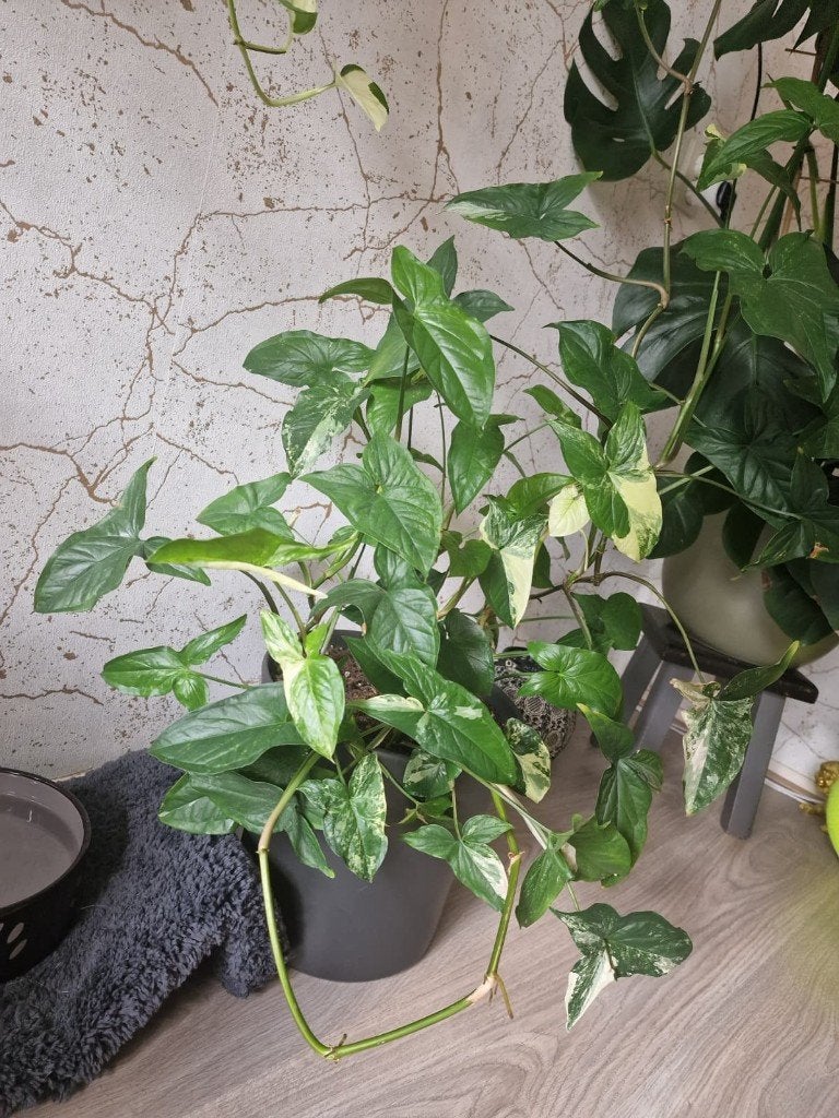 Syngonium podophyllum 'Albo Variegatum', Ophalen, Halfschaduw, Minder dan 100 cm