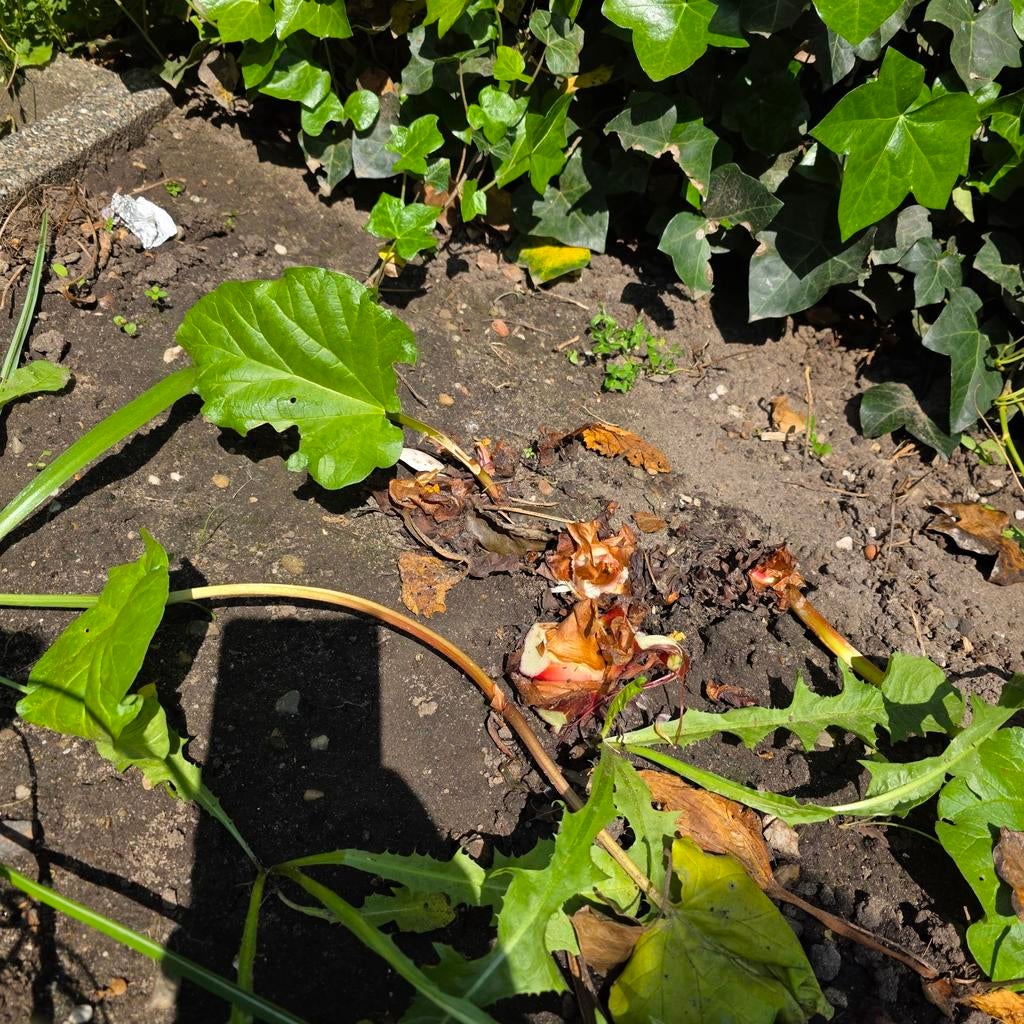 Verse Rabarberplanten - Direct uit eigen tuin!, Tuin en Terras, Planten | Tuinplanten, Ophalen, Overige soorten, Halfschaduw