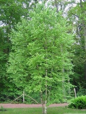 Betula pubescens, Zachte berk, inheems, jonge bomen, Tuin en Terras, Ophalen of Verzenden, 100 tot 250 cm, Zomer, Volle zon