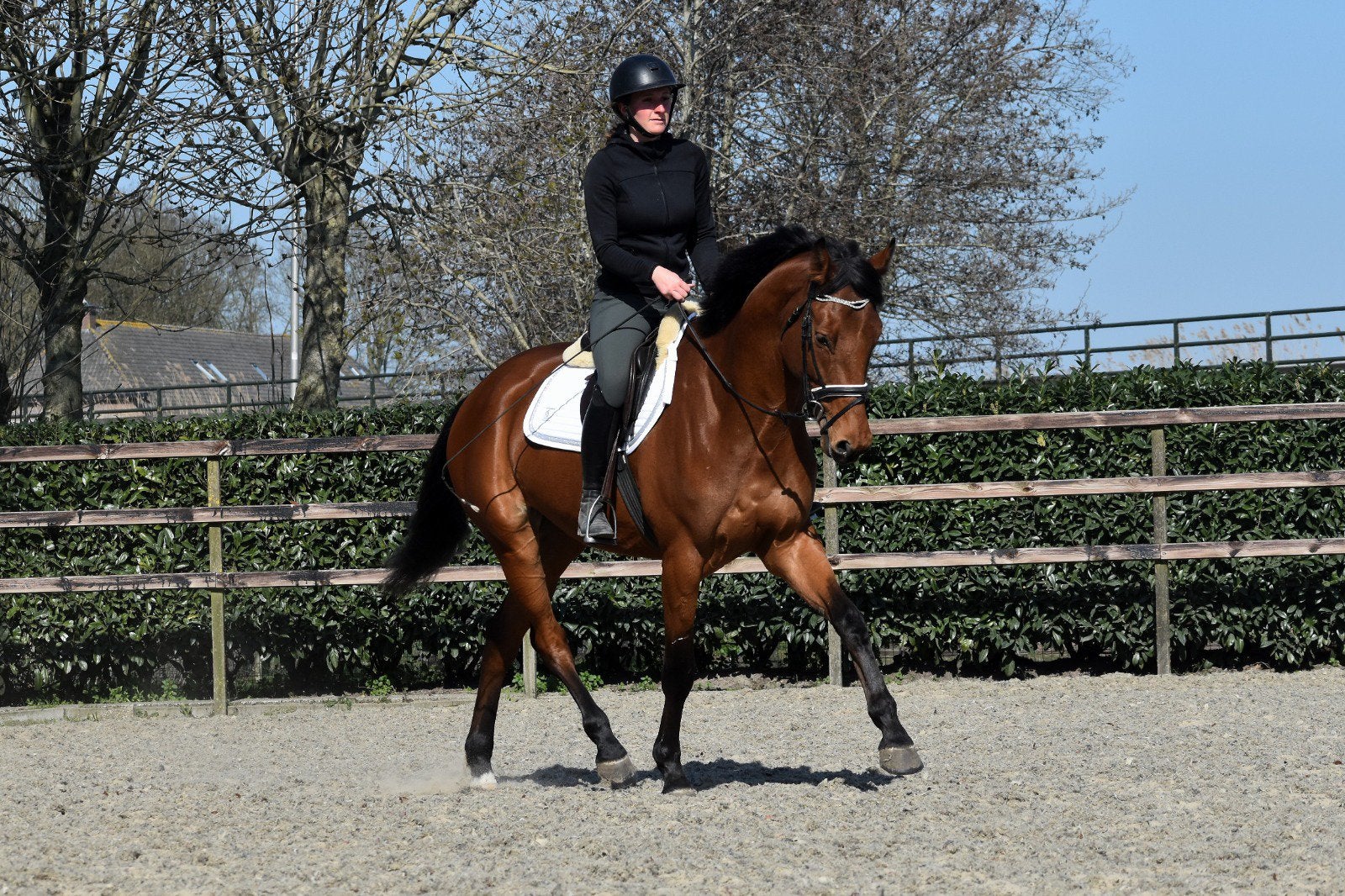 Leuke allrounder (verhaal goed lezen), Dieren en Toebehoren, Springpaard, Met stamboom, Ruin, L