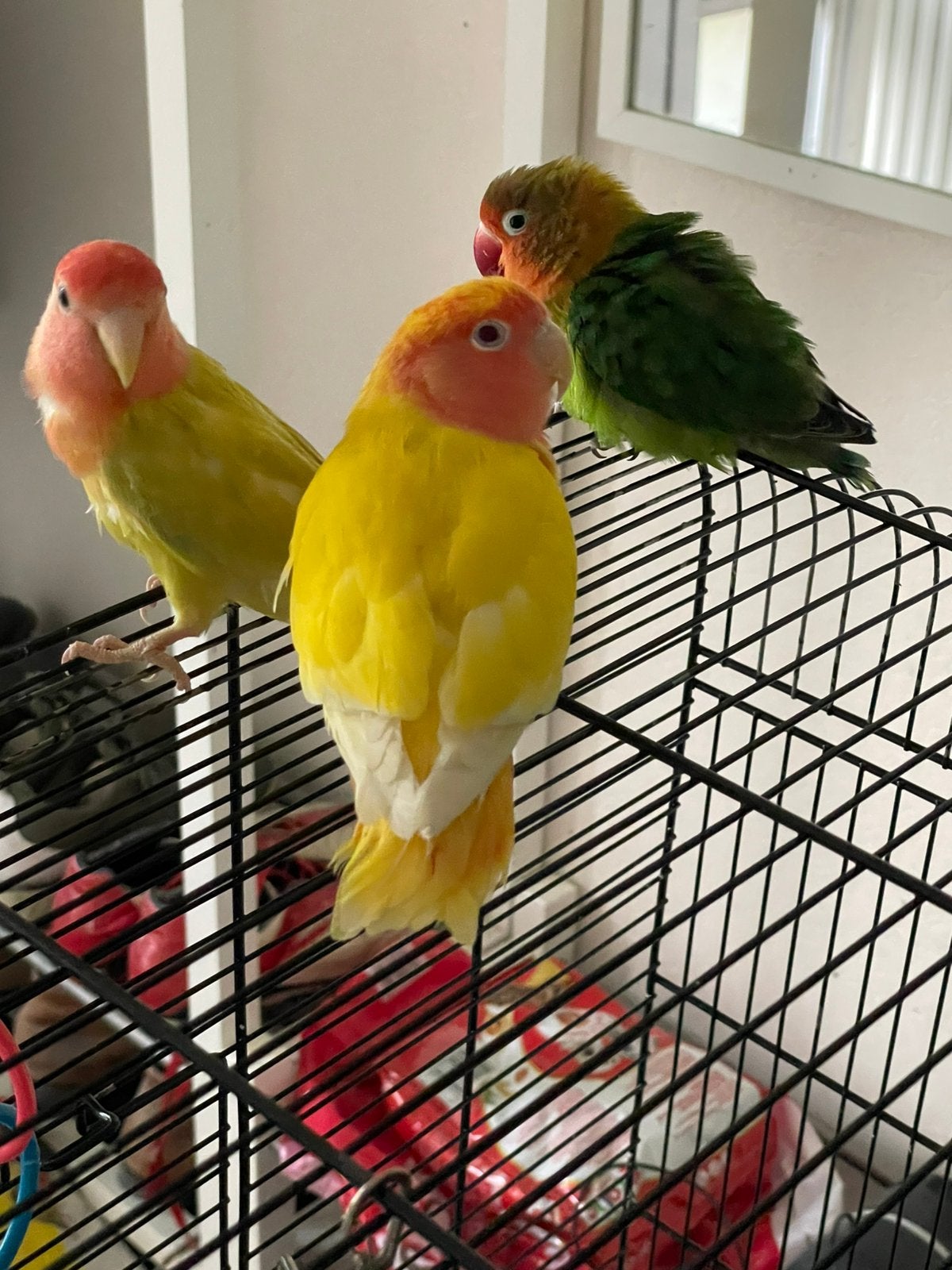 Prachtige Agapornis Dwergpapegaai Handtam Diverse Kleuren, Meerdere dieren, Dwergpapegaai of Agapornis, Tam