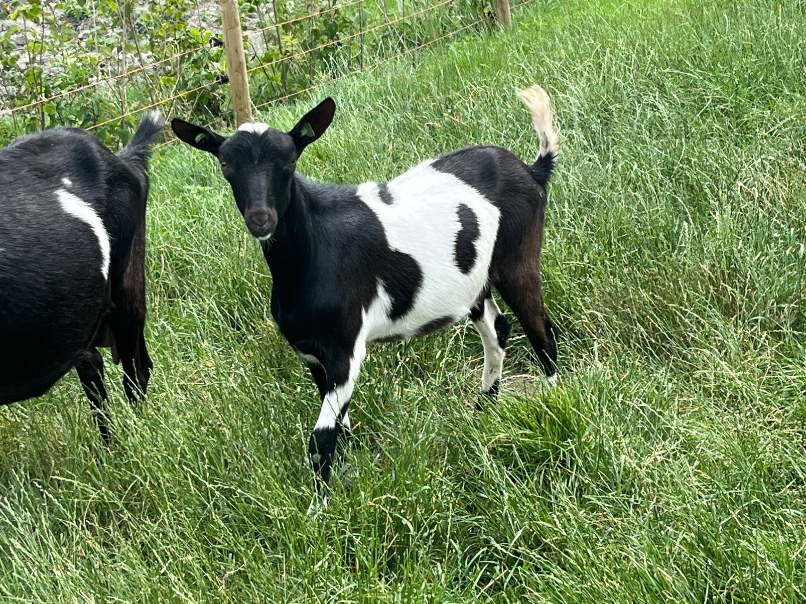 Te koop 1 jarige bonte stamboek geit, Dieren en Toebehoren, Vrouwelijk, Geit, 0 tot 2 jaar