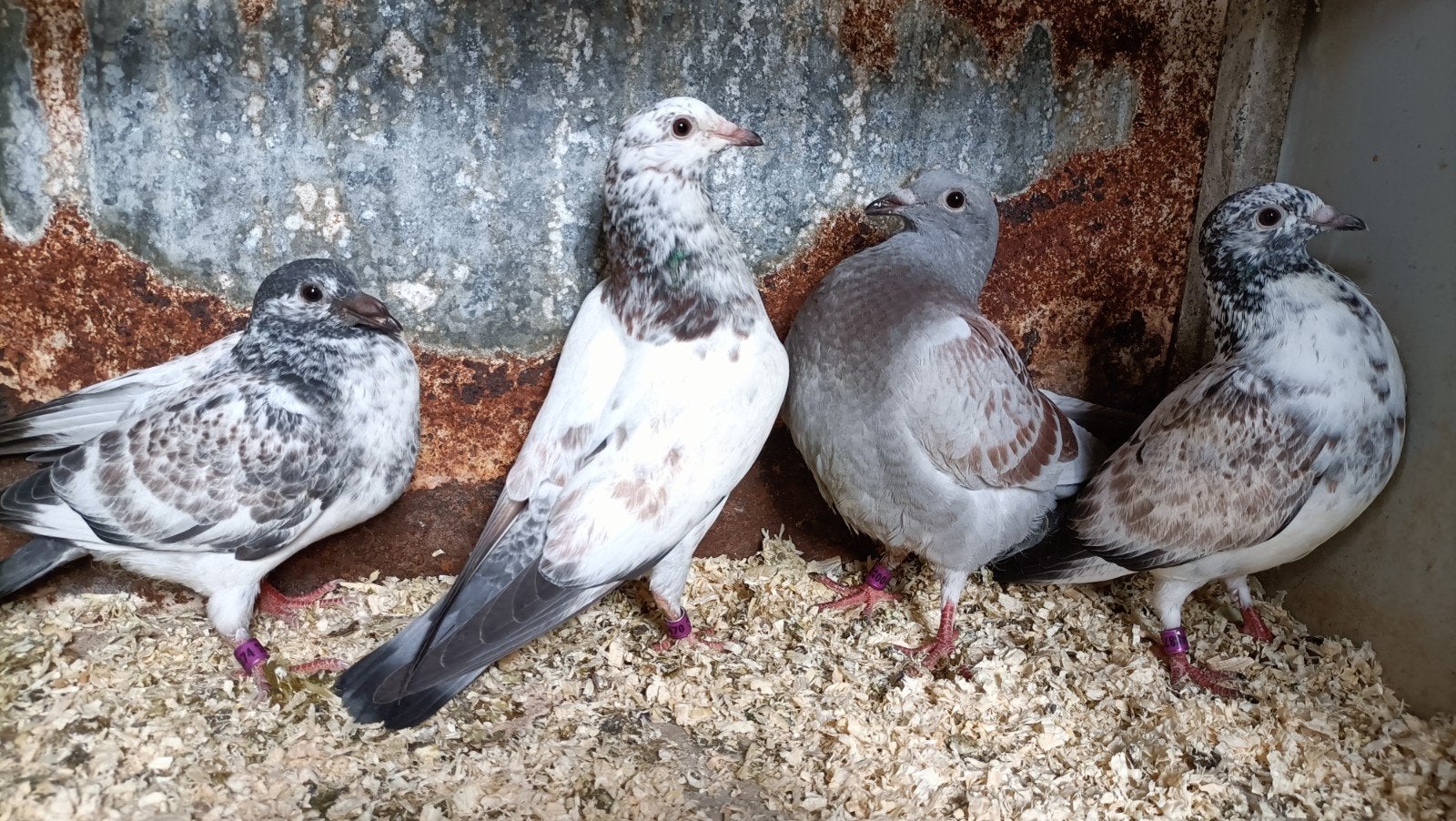 Jonge kleur postduiven, Meerdere dieren, Postduif