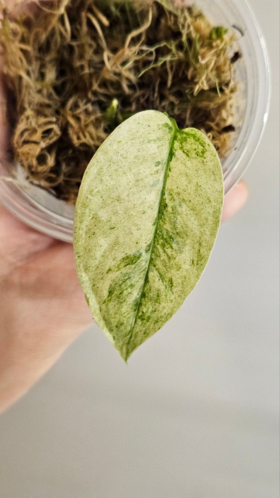 Monstera Laniata Mint Variegata, Ophalen of Verzenden, Halfschaduw, Minder dan 100 cm