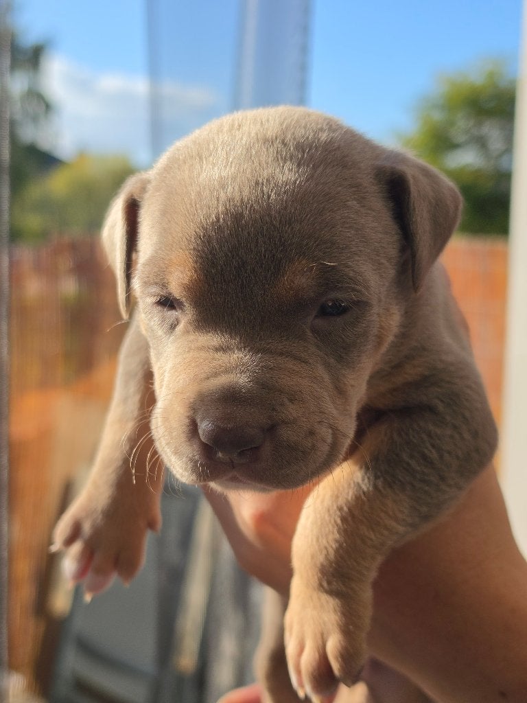 American Bully XL, België, Particulier, 8 tot 15 weken, Groot