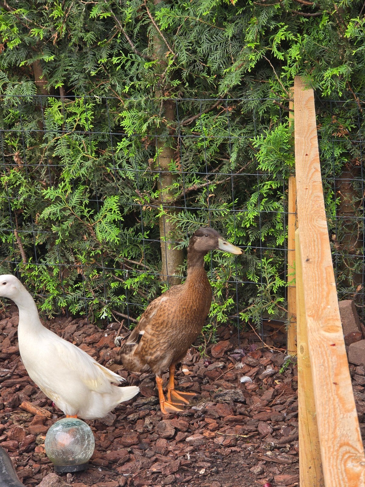 Jonge indische loopeend woerd, Dieren en Toebehoren, Overige Dieren, April, Mannelijk