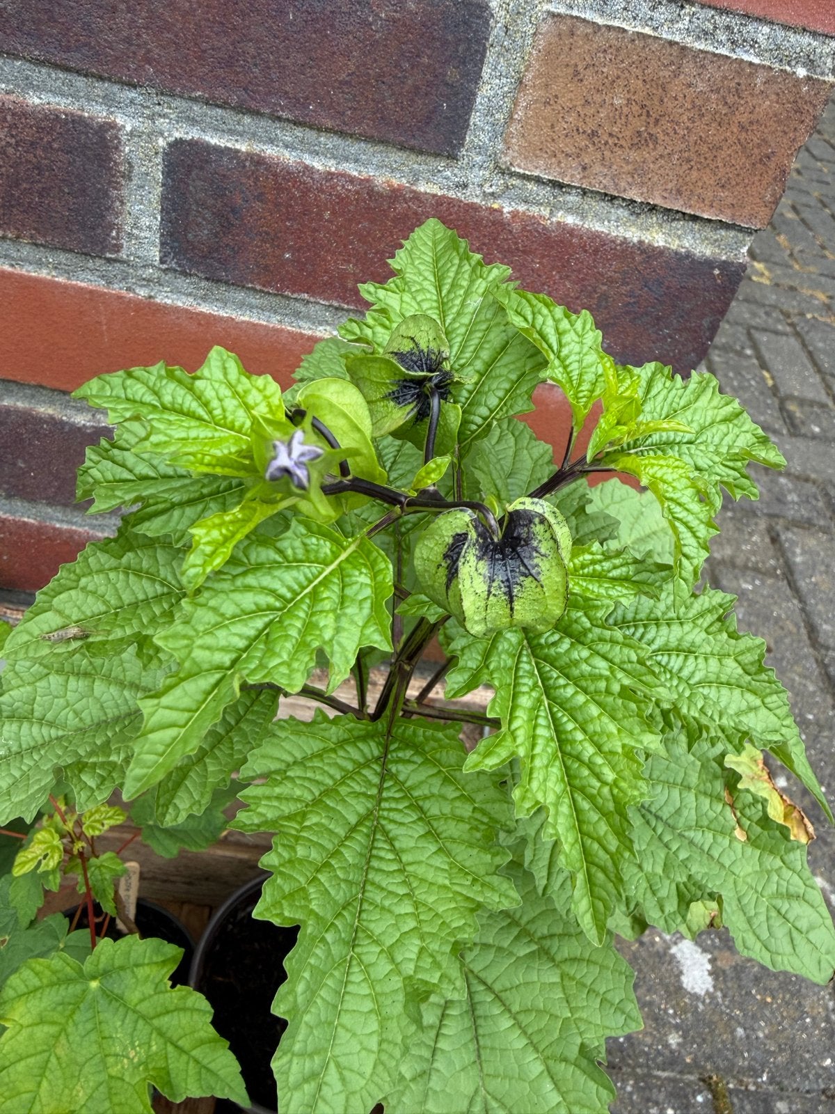 Zegekruid (Nicandra physalodes) - 1 beschikbaar in bieb, Volle zon, Eenjarig, Zomer, Ophalen