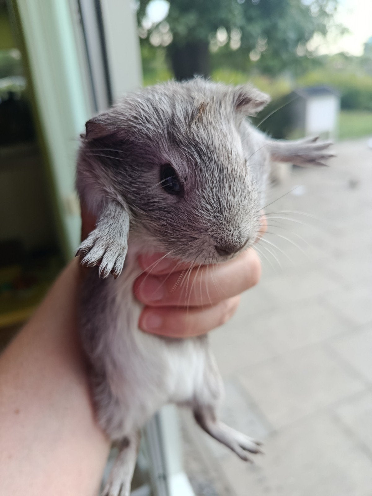 Cavia babies - 2 mannetjes 11 juni geboren, Juni, Mannelijk, Cavia