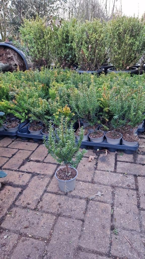 Taxus plantgoed in pot - Ideaal voor haag of vormsnoei, Ophalen
