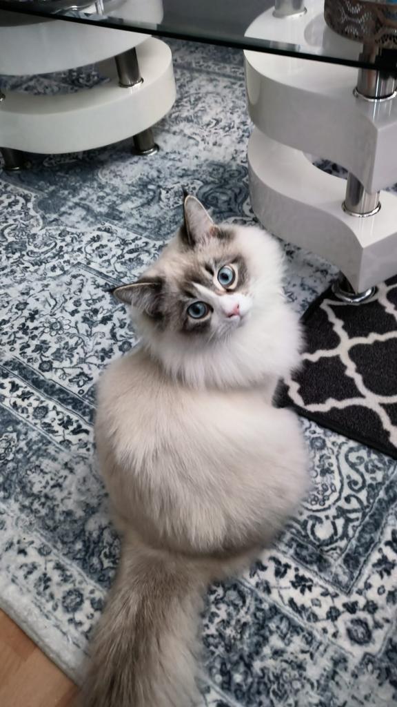Ragdoll dekkater beschikbaar ( قط راغدول للتزاوج), Dieren en Toebehoren, Katten en Kittens | Dekkaters