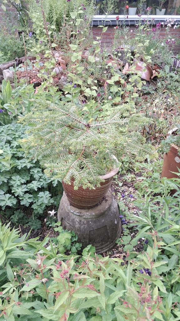 Abies Zilverspar jonge bonsai ca 8 jaar oud, In pot, Bloeit niet, Leiboom, Halfschaduw