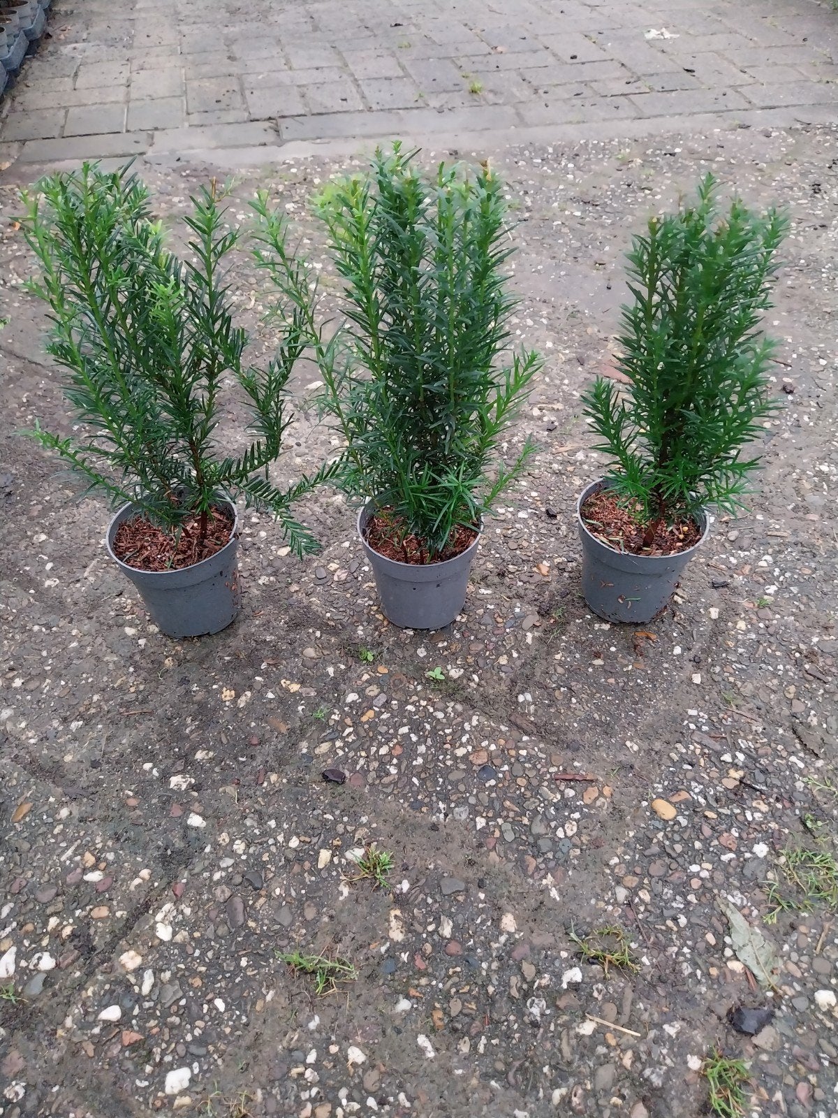 Taxus Baccata - Ideaal voor hagen en vormsnoei, Ophalen, Bloeit niet, Overige soorten, Volle zon