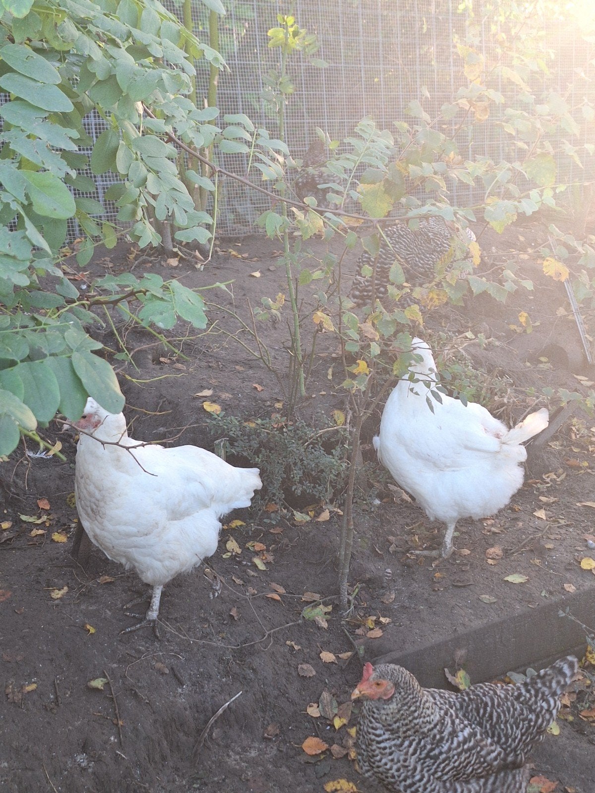 Jersey giant wit hennen, Dieren en Toebehoren, Kip
