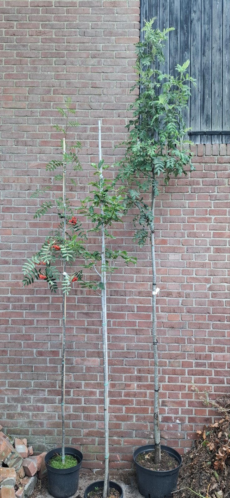 Sorbus, lijsterbes soorten, Tuin en Terras, Overige soorten, 100 tot 250 cm, Zomer, Ophalen