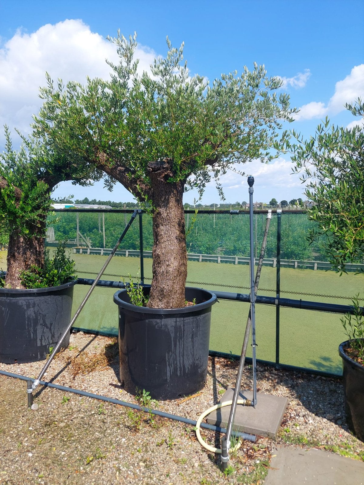 Grote olijfboom in pot stam 80/100  hoog 200cm+ met pot, 100 tot 250 cm, Olijfboom, Zomer, Ophalen