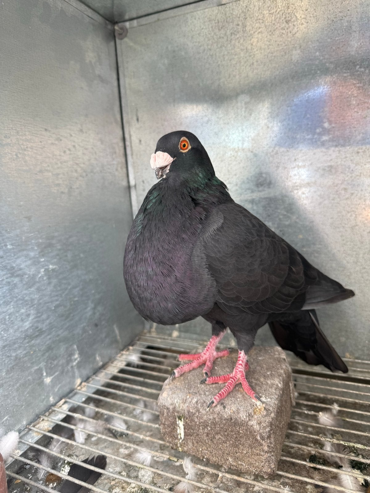 Loudino Duiven, Dieren en Toebehoren