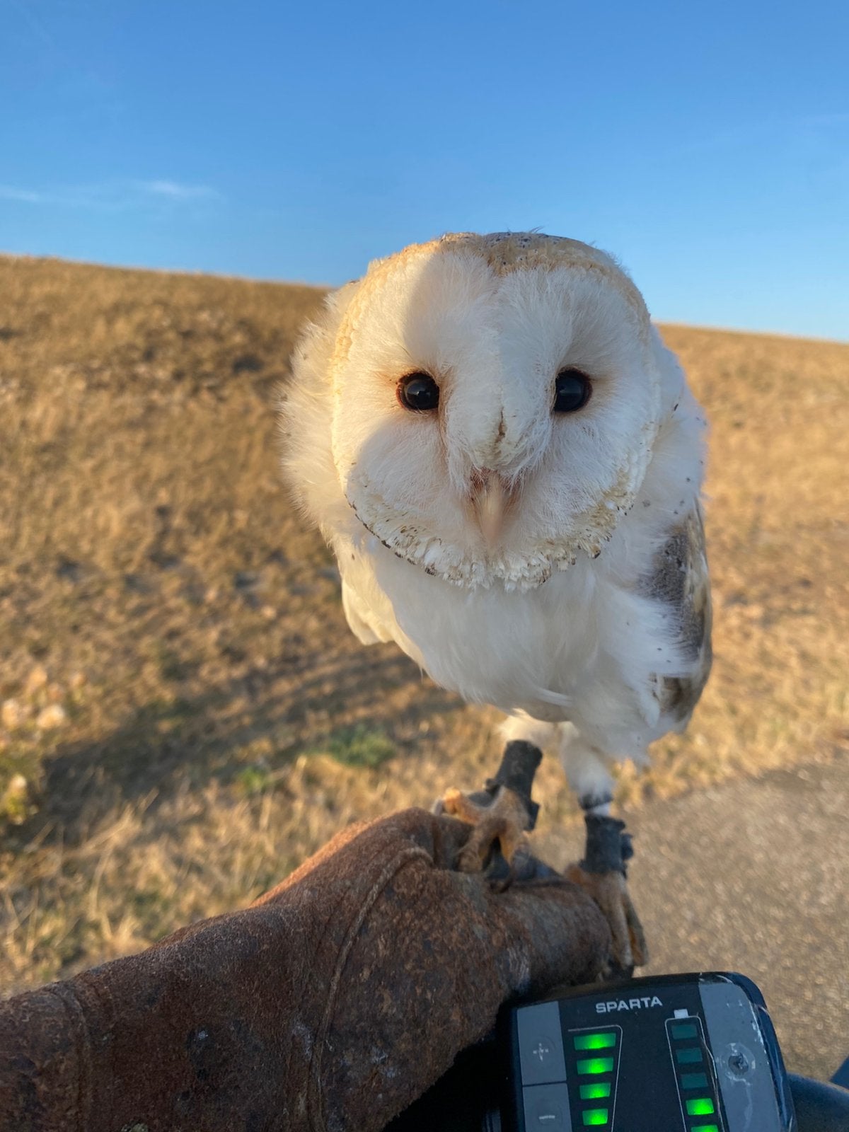 Jonge vrouwtjes kerkuilen tekoop, Dieren en Toebehoren, Geslacht onbekend, Roofvogel, Tam