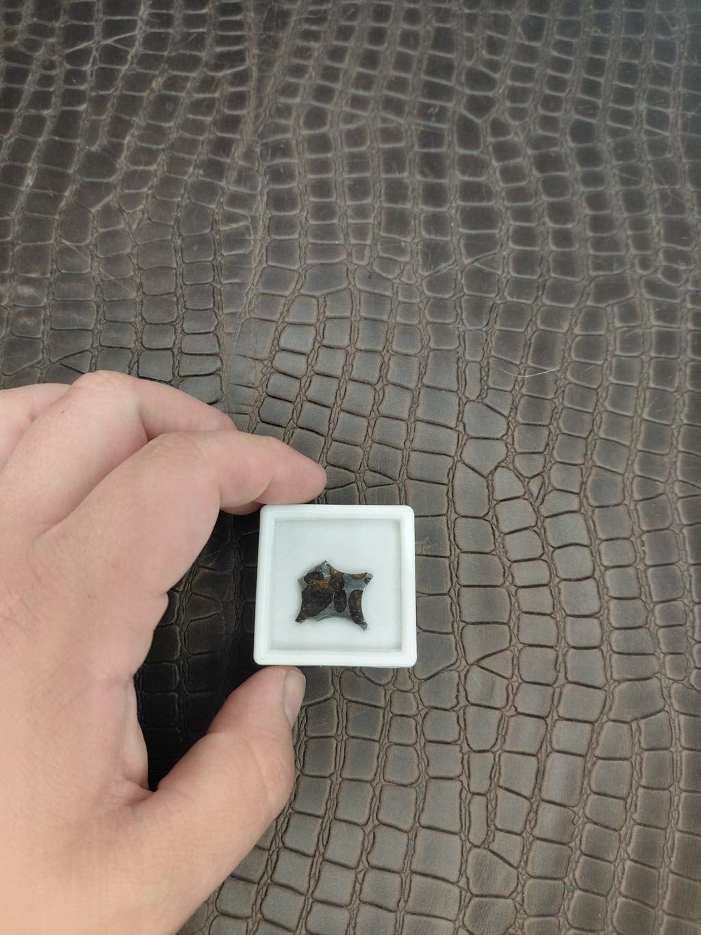Pallasite meteoriet slice, Ophalen of Verzenden