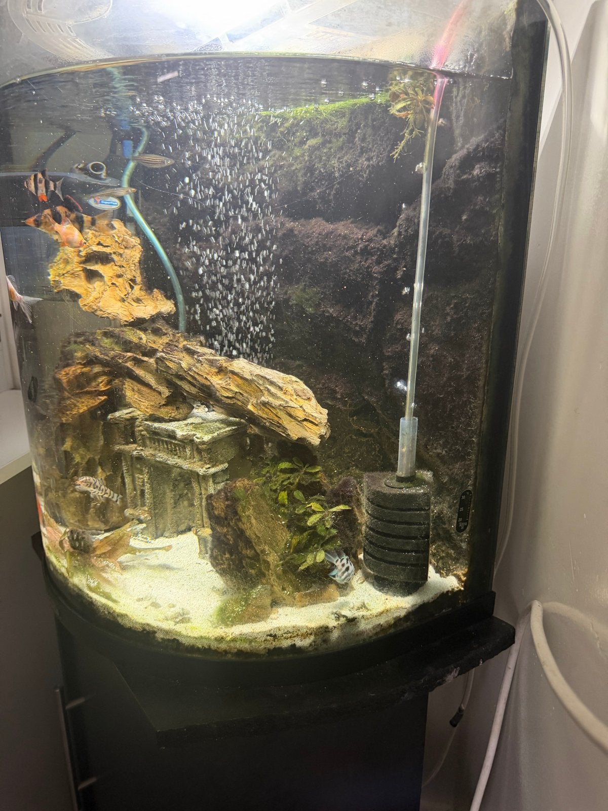 Aquarium, Ophalen of Verzenden