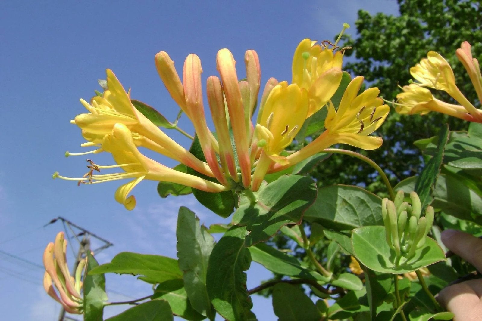 Mooie grote kamperfoelie gele bloem, Tuin en Terras, Ophalen, Overige soorten, Lente