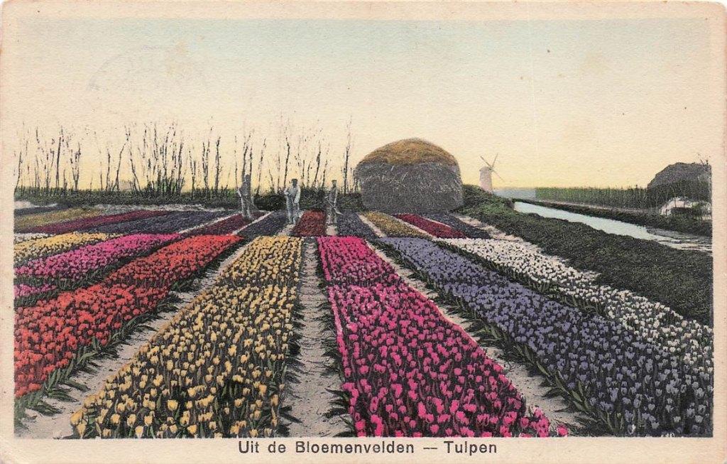 703-459-027 Uit De Bloemenvelden Tulpen, Verzenden, Voor 1920, Noord-Holland