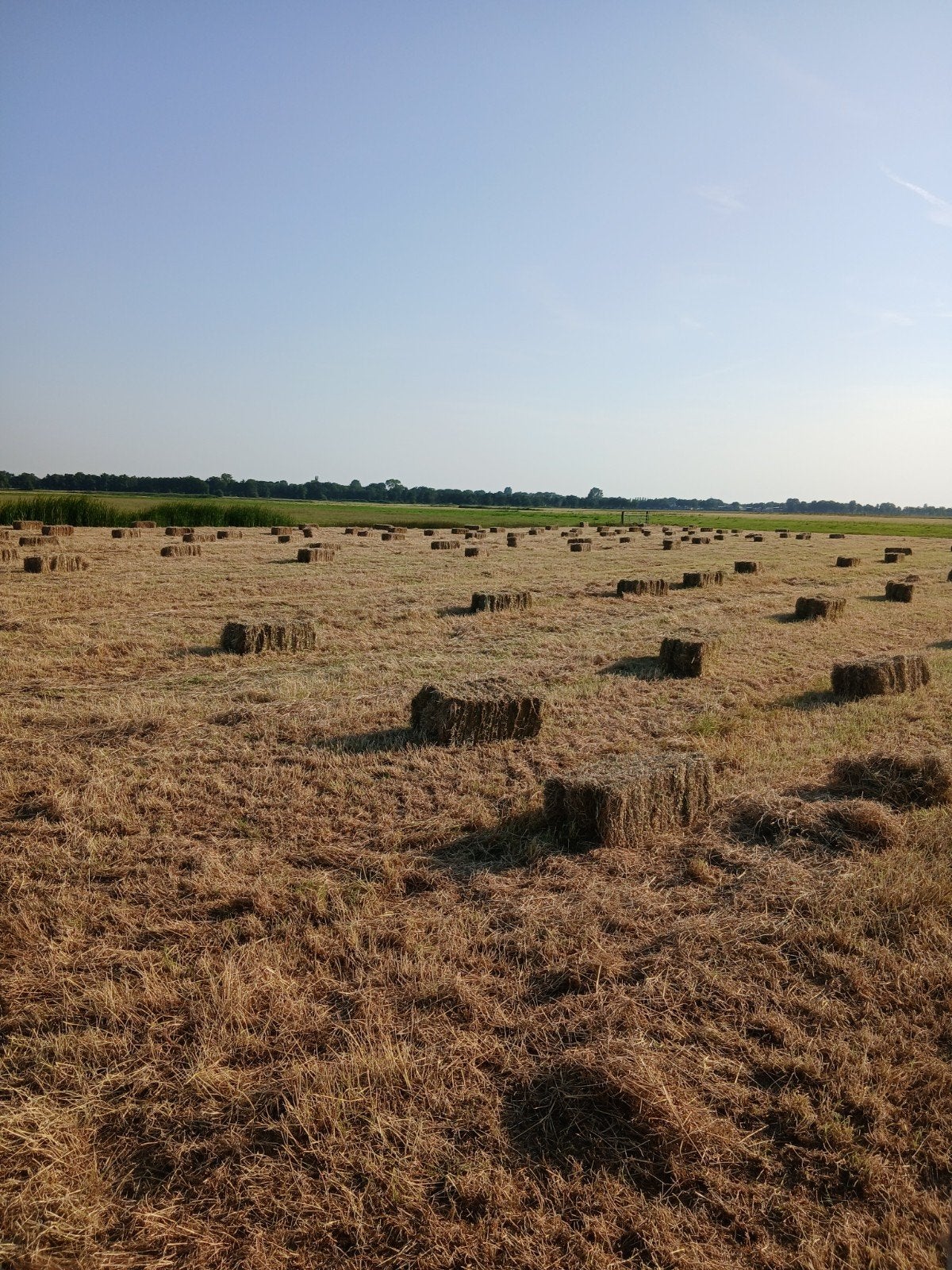 Prachtig mooi natuurland hooi, Ophalen, Vee