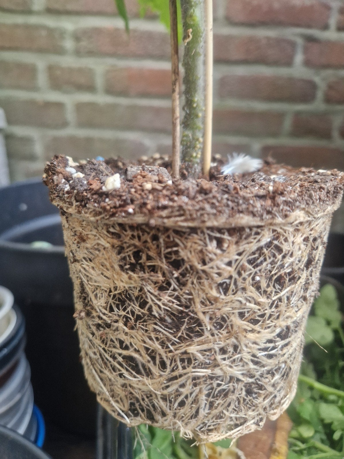 Biologische tomatenplanten in pot, Volle zon, Eenjarig, Ophalen of Verzenden, Zomer