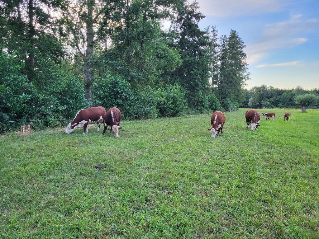 Te koop Hereford koeien pinken kalveren, Dieren en Toebehoren, Meerdere dieren