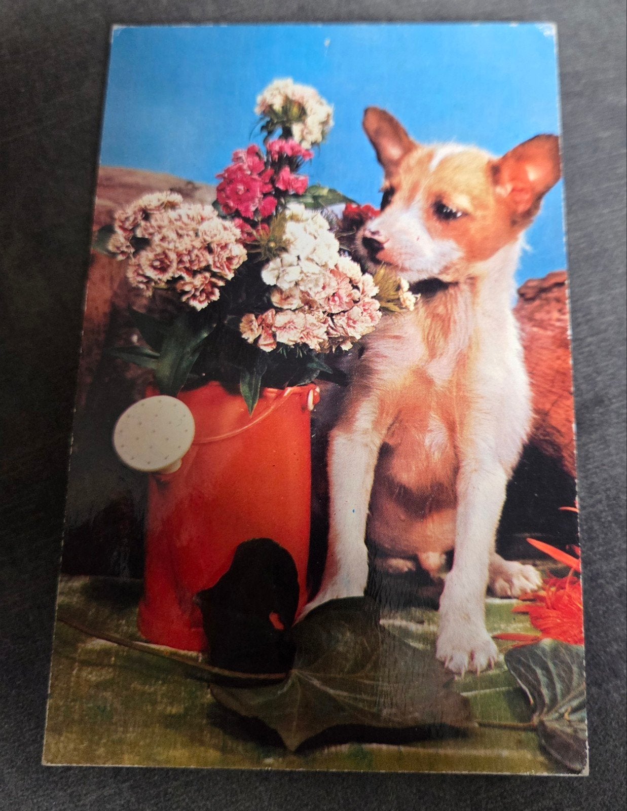 Piepkaart - Schattige Hond met Bloemen, Verzamelen, Verzenden, 1940 tot 1960, Gelopen, Hond of Kat