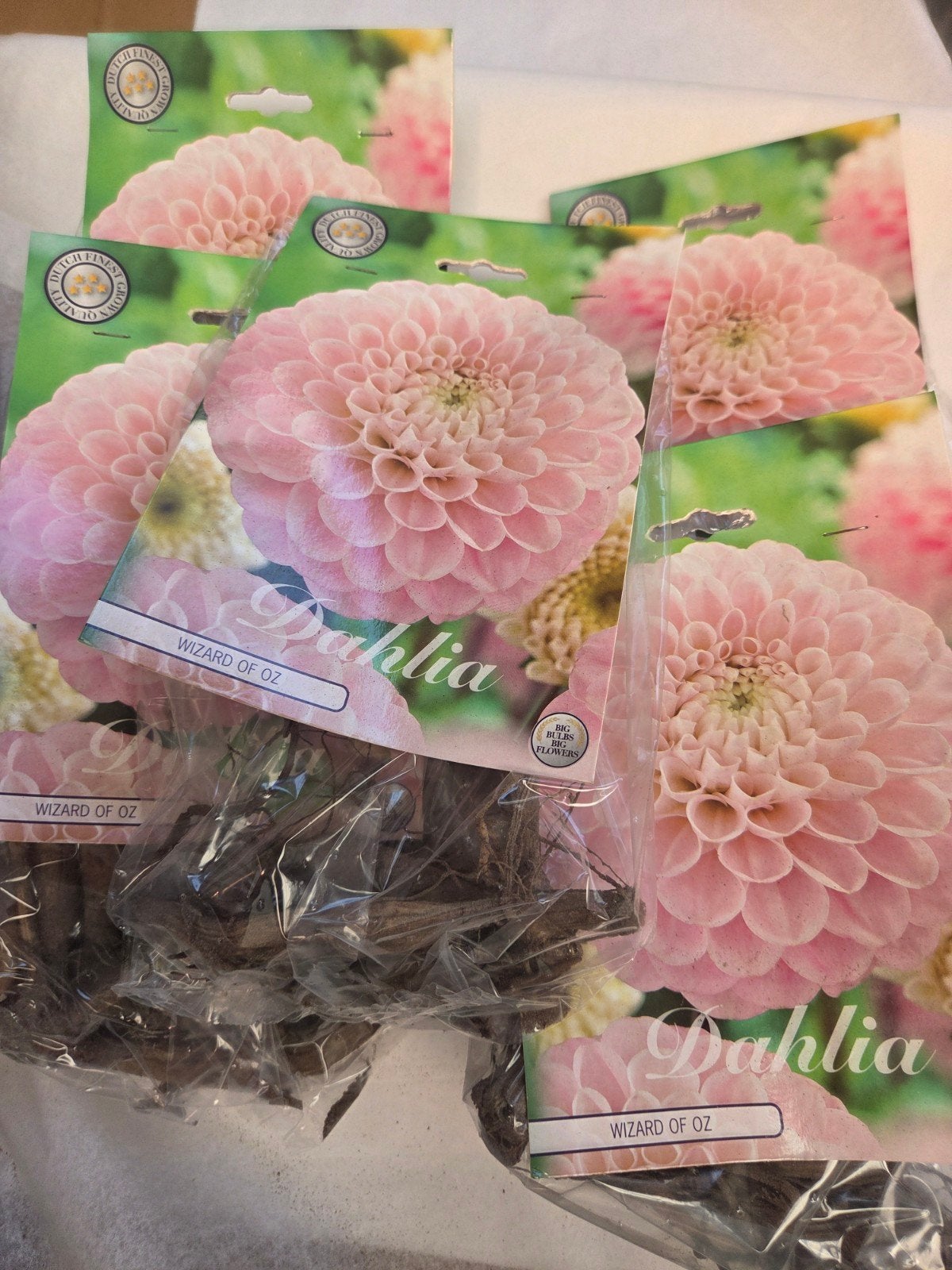 Dahlia 'Wizard of Oz' Bloembollen - Roze Pompom Dahlia, Tuin en Terras, Bloembollen en Zaden, Ophalen of Verzenden, Voorjaar, Volle zon