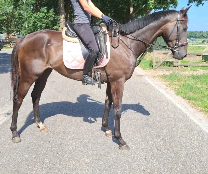 Topbrave 5 jr recreatie-manege ruin 1,67 mtr, Ruin, 3 tot 6 jaar, 160 tot 165 cm, Recreatiepaard