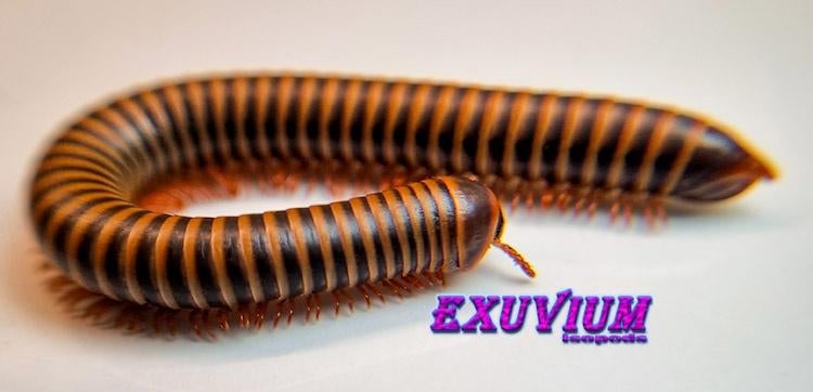 Atopochetus spinimargo miljoenpoten / millipedes, Overige soorten