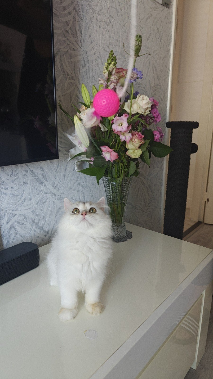 Britse Langhaar beschikbaar ✨🩵, Dieren en Toebehoren, Poes