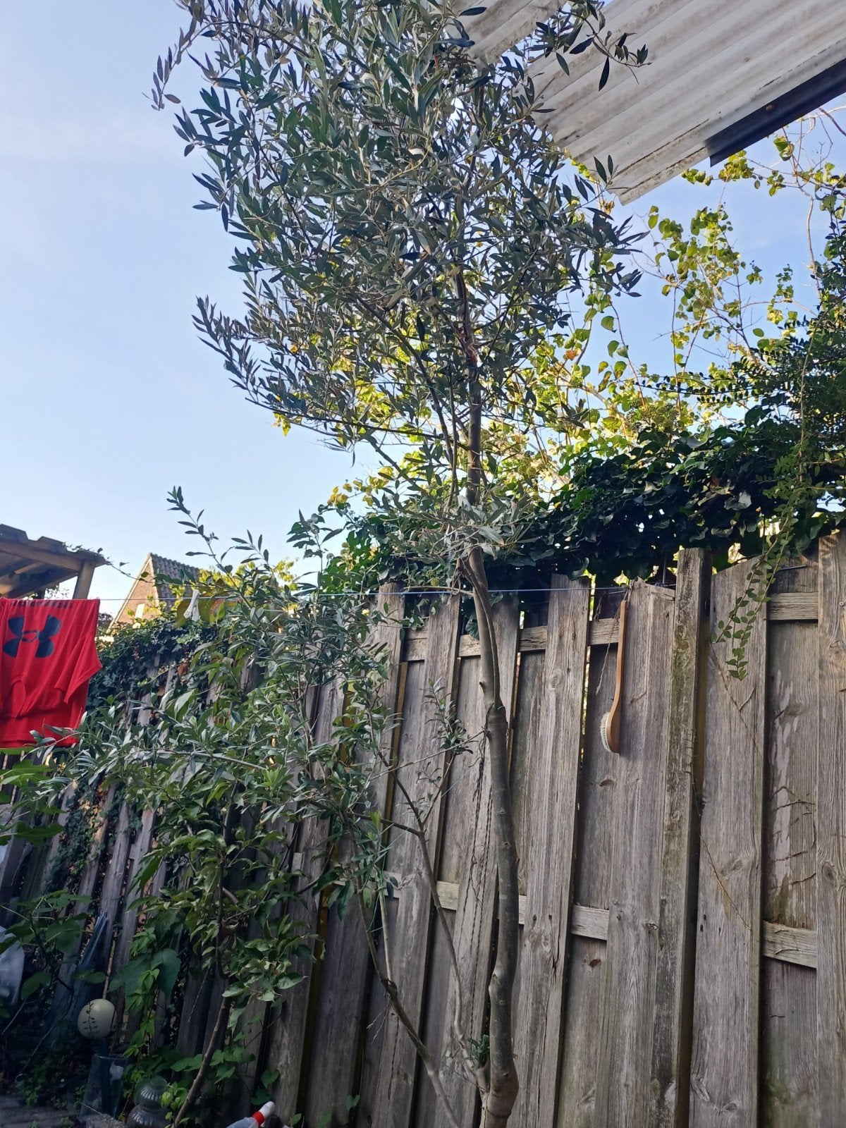 Prachtige Olijfboom - Ideaal voor tuin of terras, Bloeit niet, Ophalen of Verzenden, Olijfboom, 250 tot 400 cm