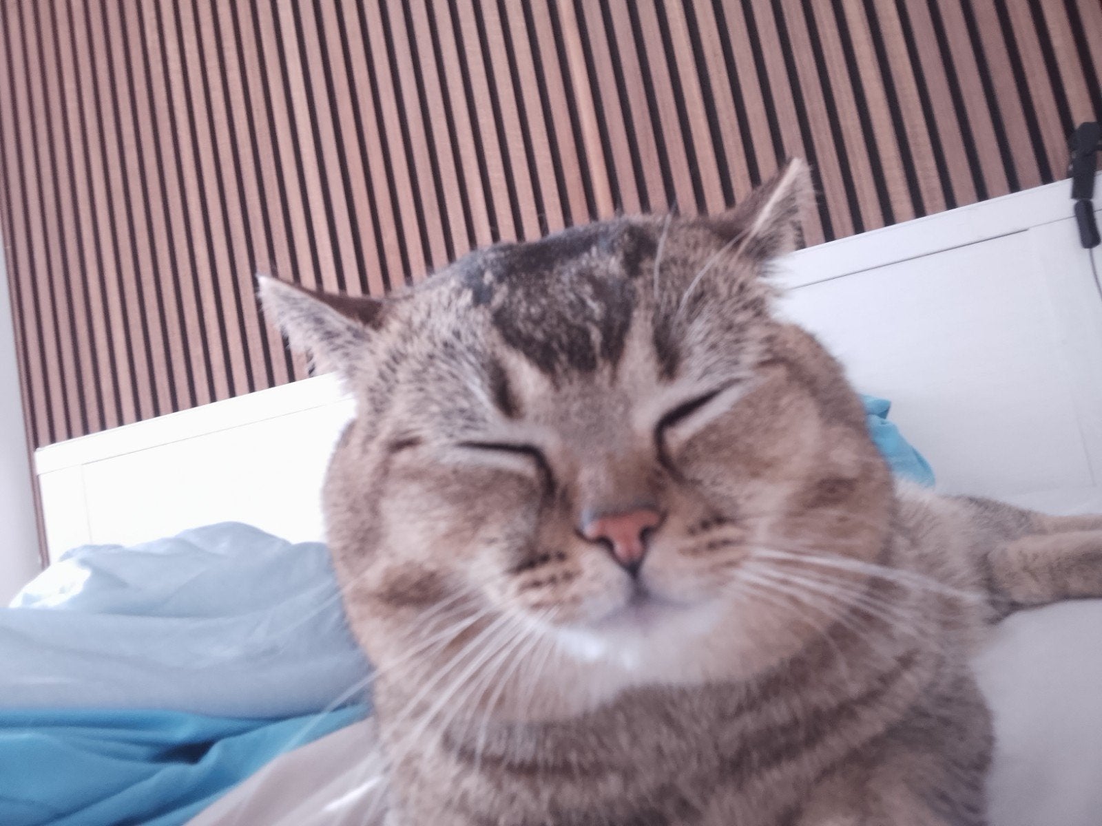 Britse korthaar Kater (Golden), Kater