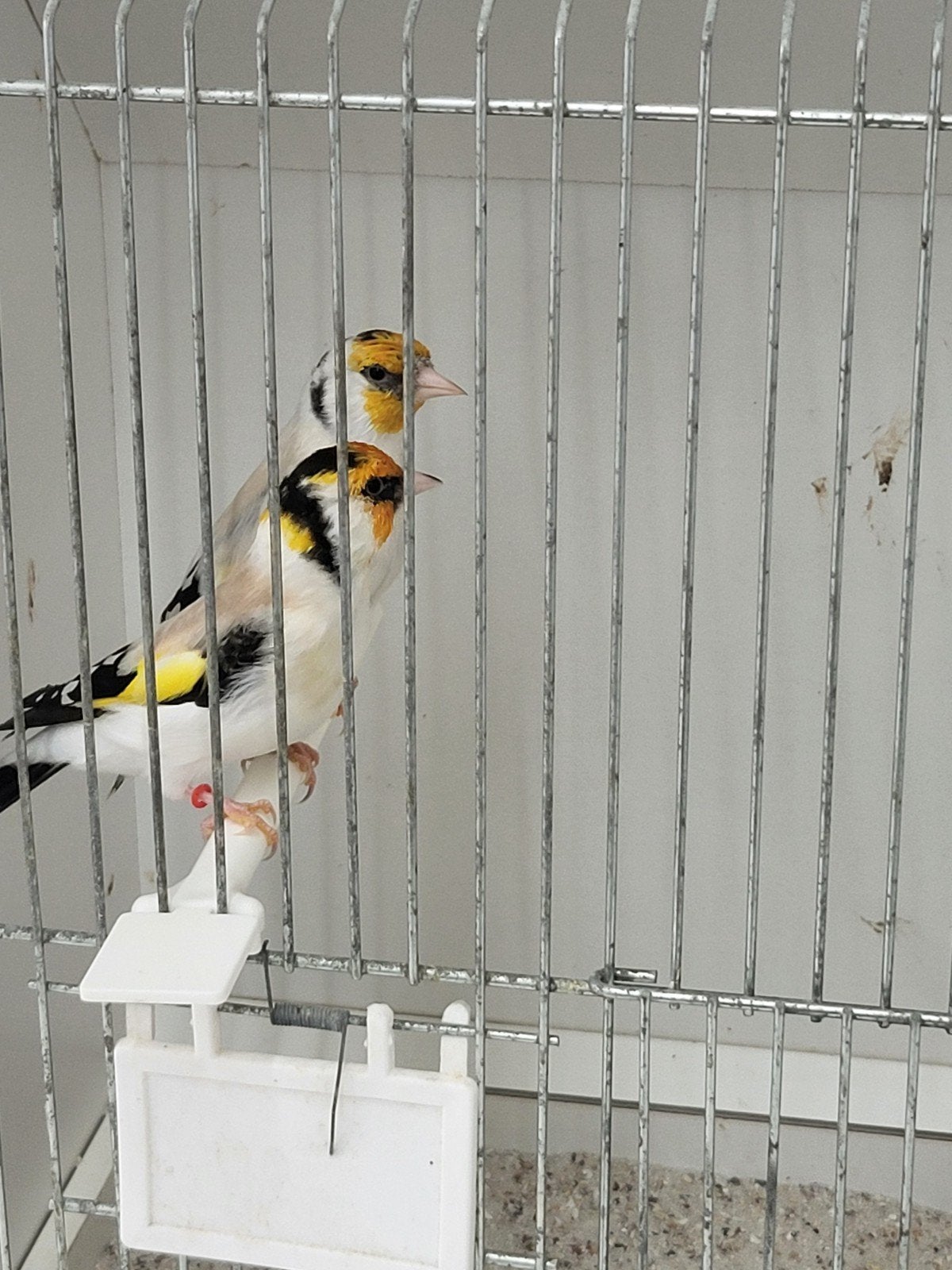 majoor putters koppel eumo, Dieren en Toebehoren, Meerdere dieren, Wildzangvogel