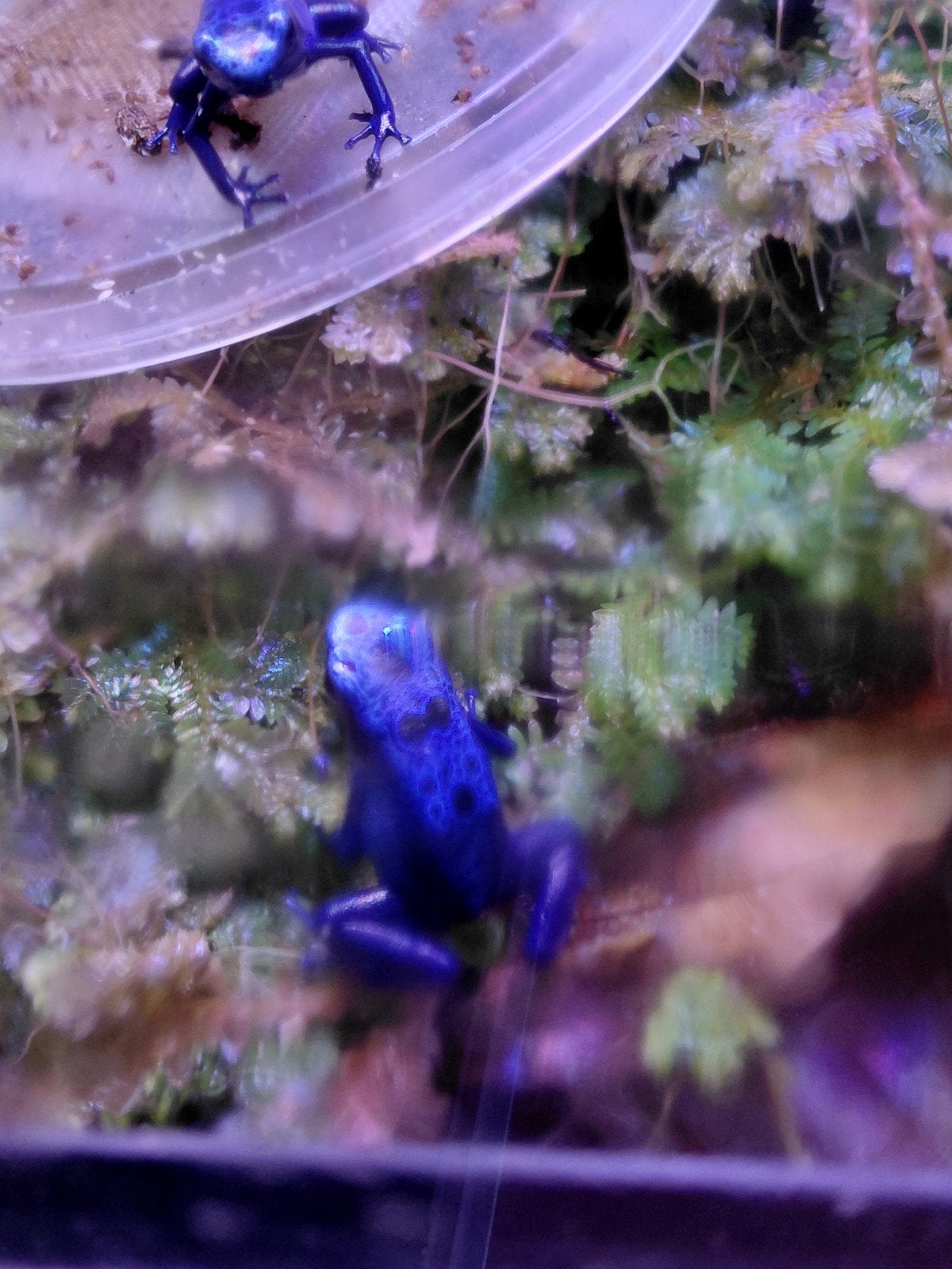 dendrobates tinctorius azureus, Dieren en Toebehoren, Ophalen
