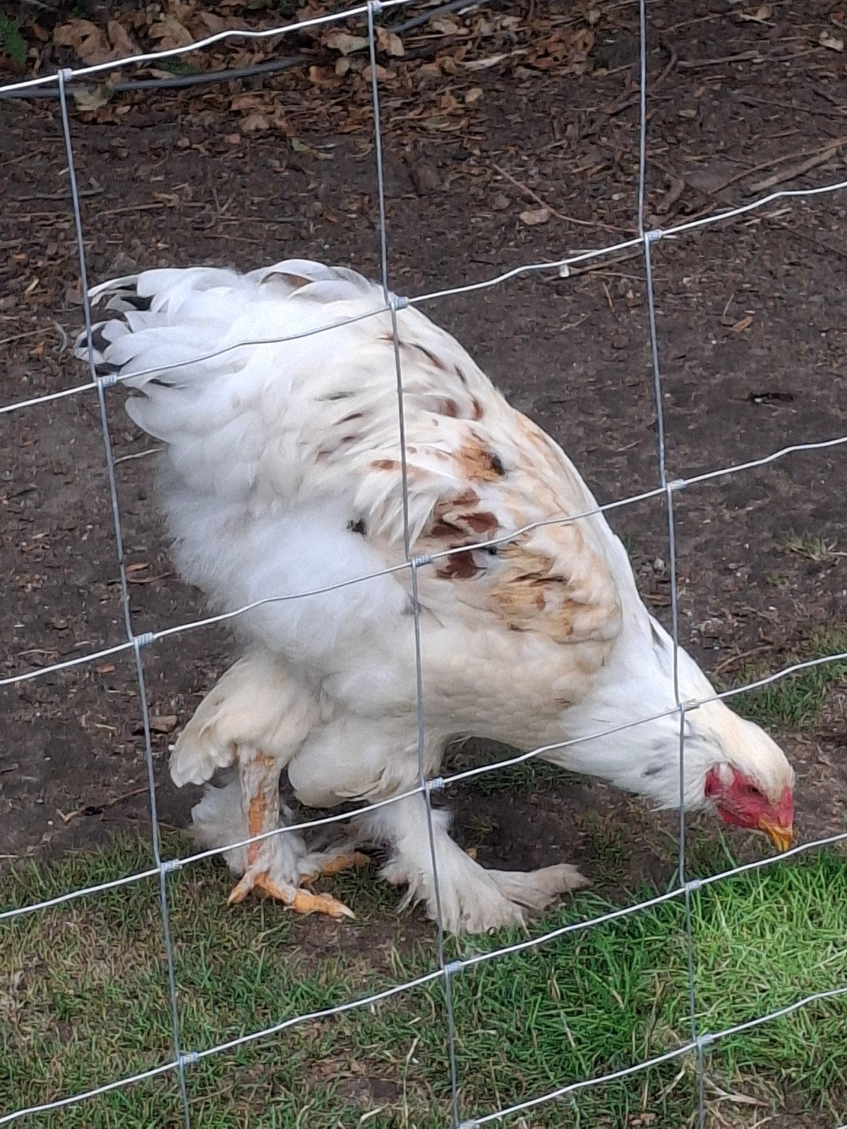 Brahma hanen, Dieren en Toebehoren, Pluimvee, Mannelijk, Kip