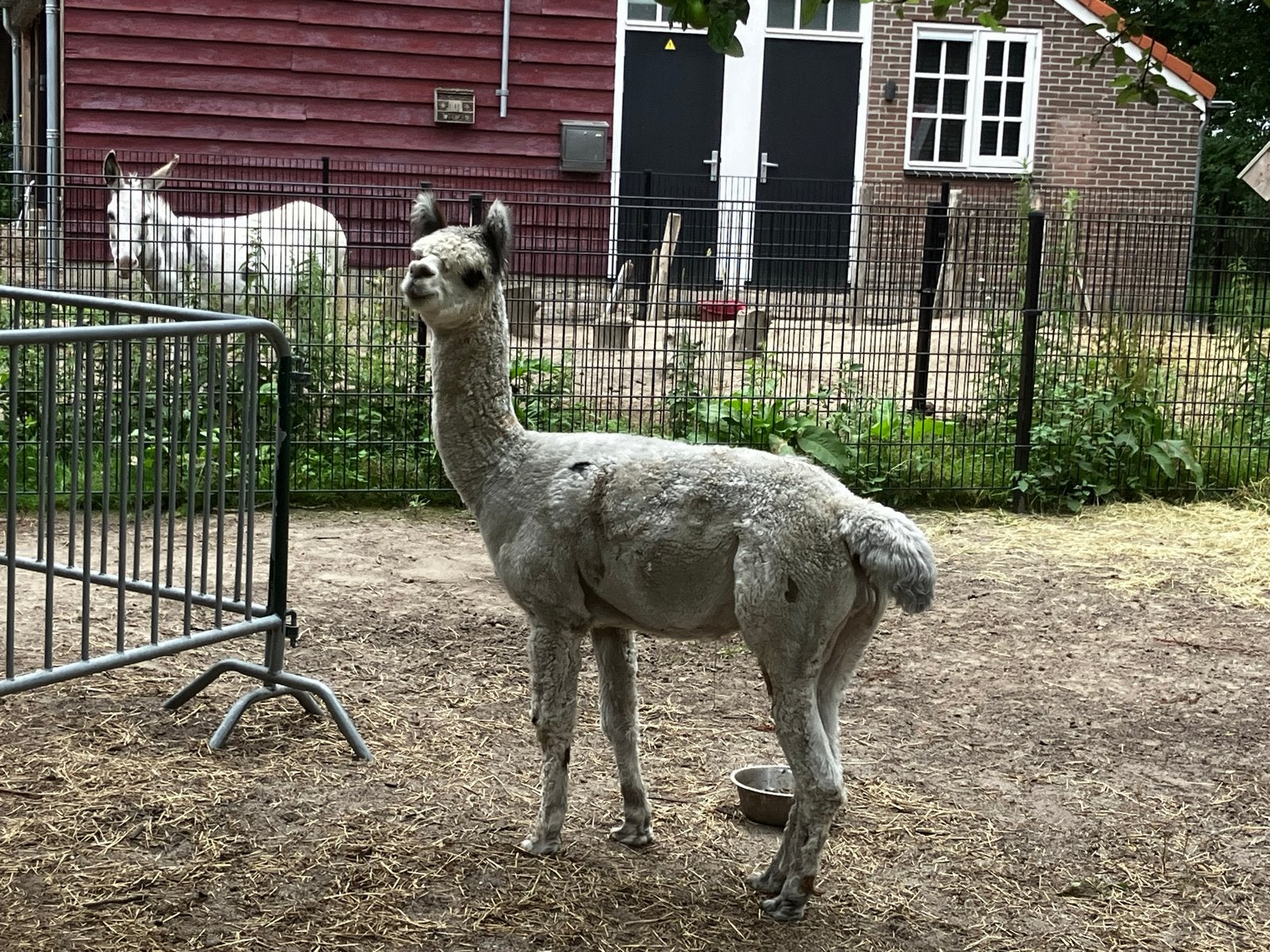 Blauw grijze suri dekhengst, Dieren en Toebehoren, Overige Dieren, April, Mannelijk