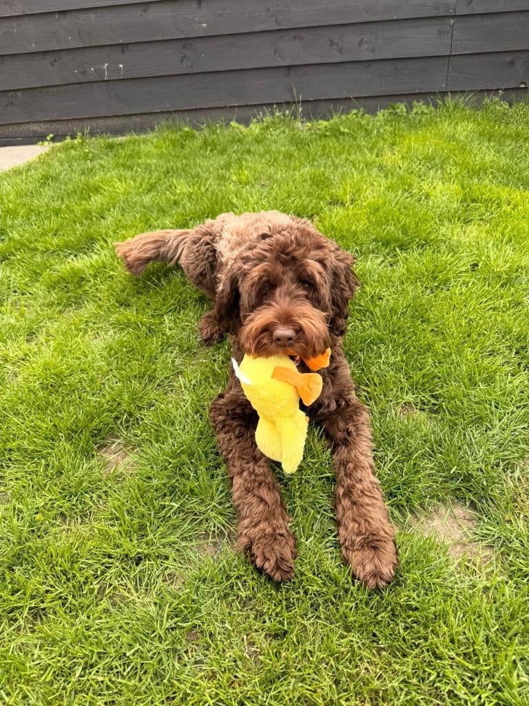 Nieuwe huis voor Labradoodle Bowie, Overige rassen, 1 tot 2 jaar, Teef, Parvo