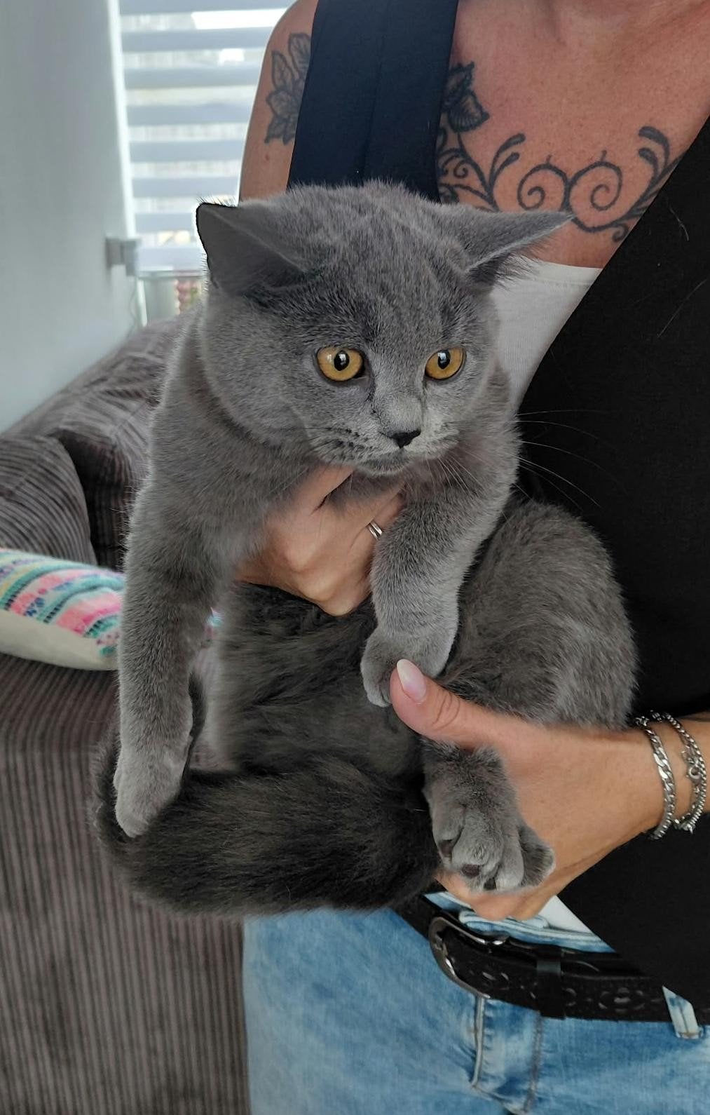 Britse korthaar kittens ingeënt en gechipt, Meerdere dieren, Gechipt