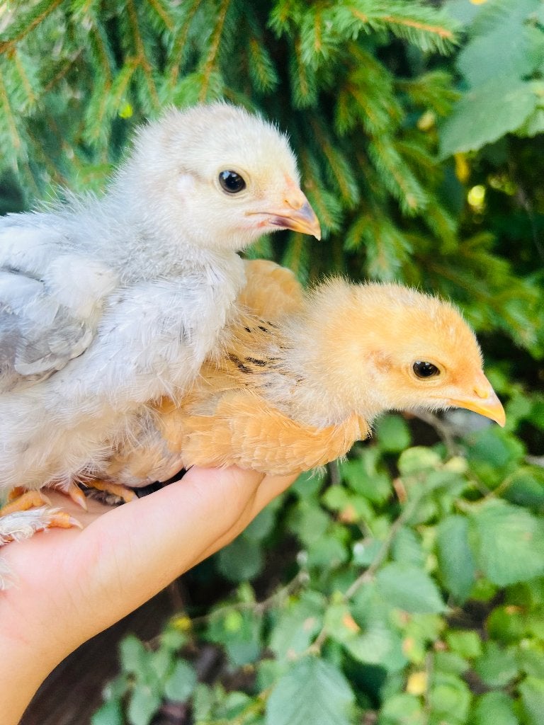 Grote Brahma kuikens, Geslacht onbekend, Kip