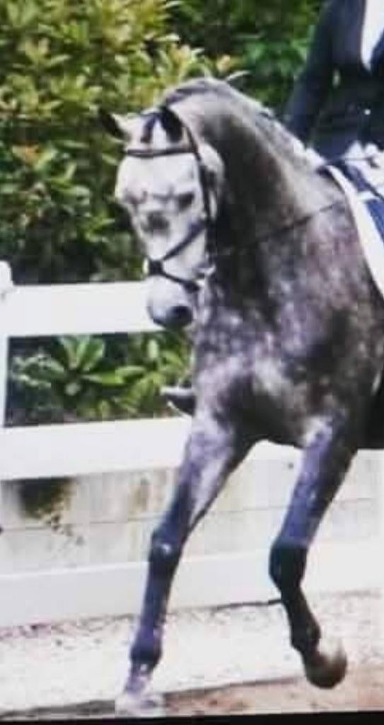 Foto 7 van STAL LUXOR/Aankoop begeleiding bij uw paard
