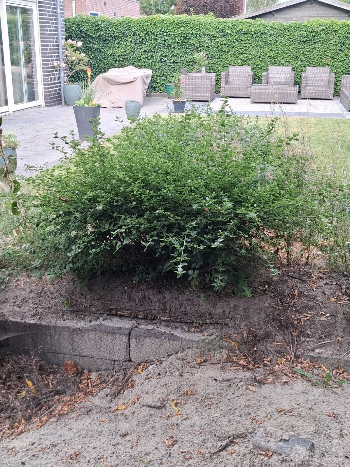 Klimplanten voor Pergola of Tuin, Tuin en Terras, Ophalen, Vaste plant, Halfschaduw, Klimplanten