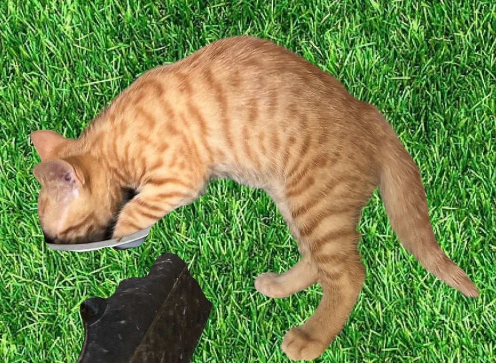 Lieve toyger kruising kittens, Meerdere dieren, Ontwormd, 0 tot 2 jaar